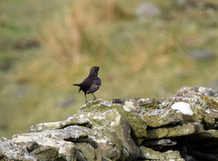 Turdus torquatus