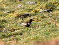 Turdus torquatus