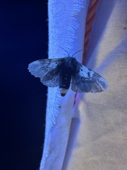 Nataxa flavescens