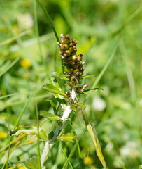 Gamochaeta americana