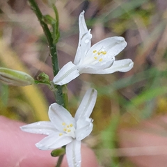 Caesia parviflora