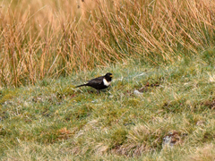 Turdus torquatus