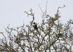 Turdus torquatus