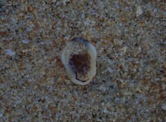 Patelloida latistrigata