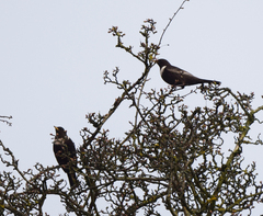 Turdus torquatus