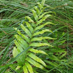 Blechnum minus