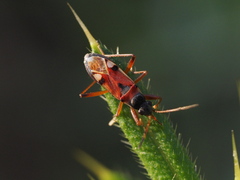 Beosus quadripunctatus