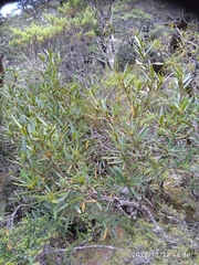 Pseudopanax linearis
