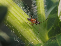 Beosus quadripunctatus