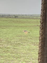 Lupulella mesomelas schmidti