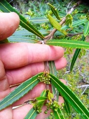 Pseudopanax linearis