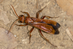 Hemipepsis mauritanica
