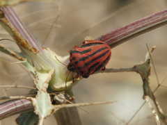 Graphosoma semipunctatum