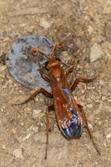 Hemipepsis mauritanica