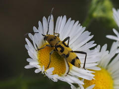 Chlorophorus varius