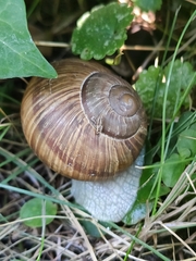 Helix pomatia