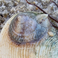 Desmaulus extinctorium