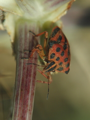 Graphosoma semipunctatum