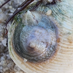 Desmaulus extinctorium