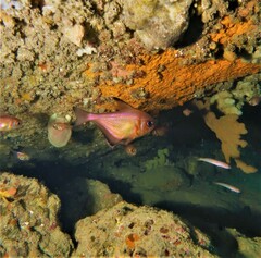 Pempheris klunzingeri