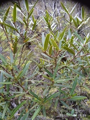 Pseudopanax linearis