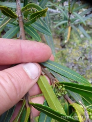 Pseudopanax linearis