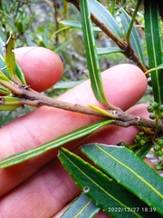 Pseudopanax linearis