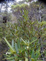 Pseudopanax linearis