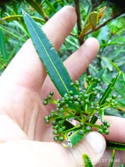 Pseudopanax linearis