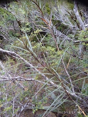 Pseudopanax linearis