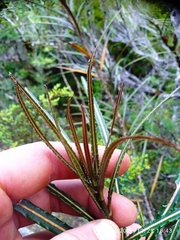 Pseudopanax linearis