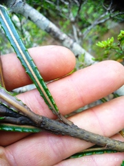 Pseudopanax linearis