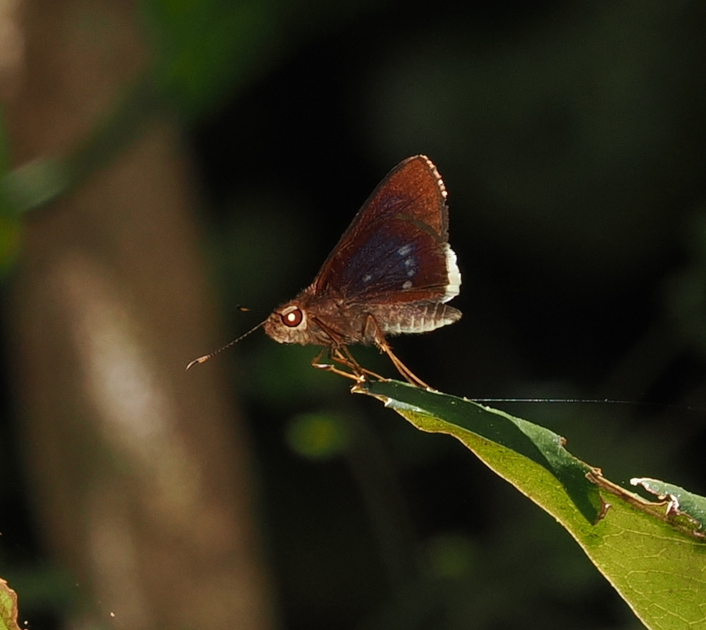 white-fringed swift