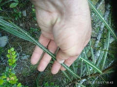 Pseudopanax linearis