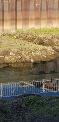 Trachemys scripta