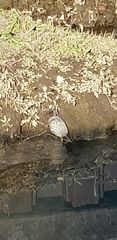 Trachemys scripta