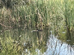 Gallinula tenebrosa tenebrosa
