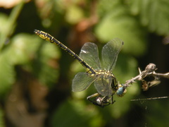 Gomphus simillimus