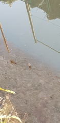 Actitis hypoleucos