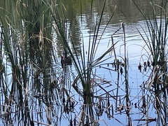 Gallinula tenebrosa tenebrosa