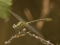 Gomphus simillimus