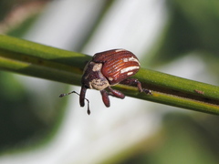 Sternuchopsis karelinii