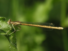 Platycnemis acutipennis