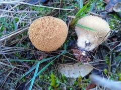 Lycoperdon