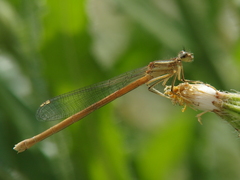 Platycnemis acutipennis