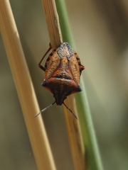 Carpocoris mediterraneus