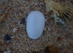 Tugali parmophoidea