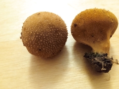 Lycoperdon