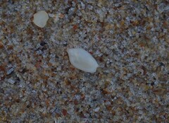 Austroginella translucida