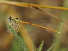 Platycnemis acutipennis